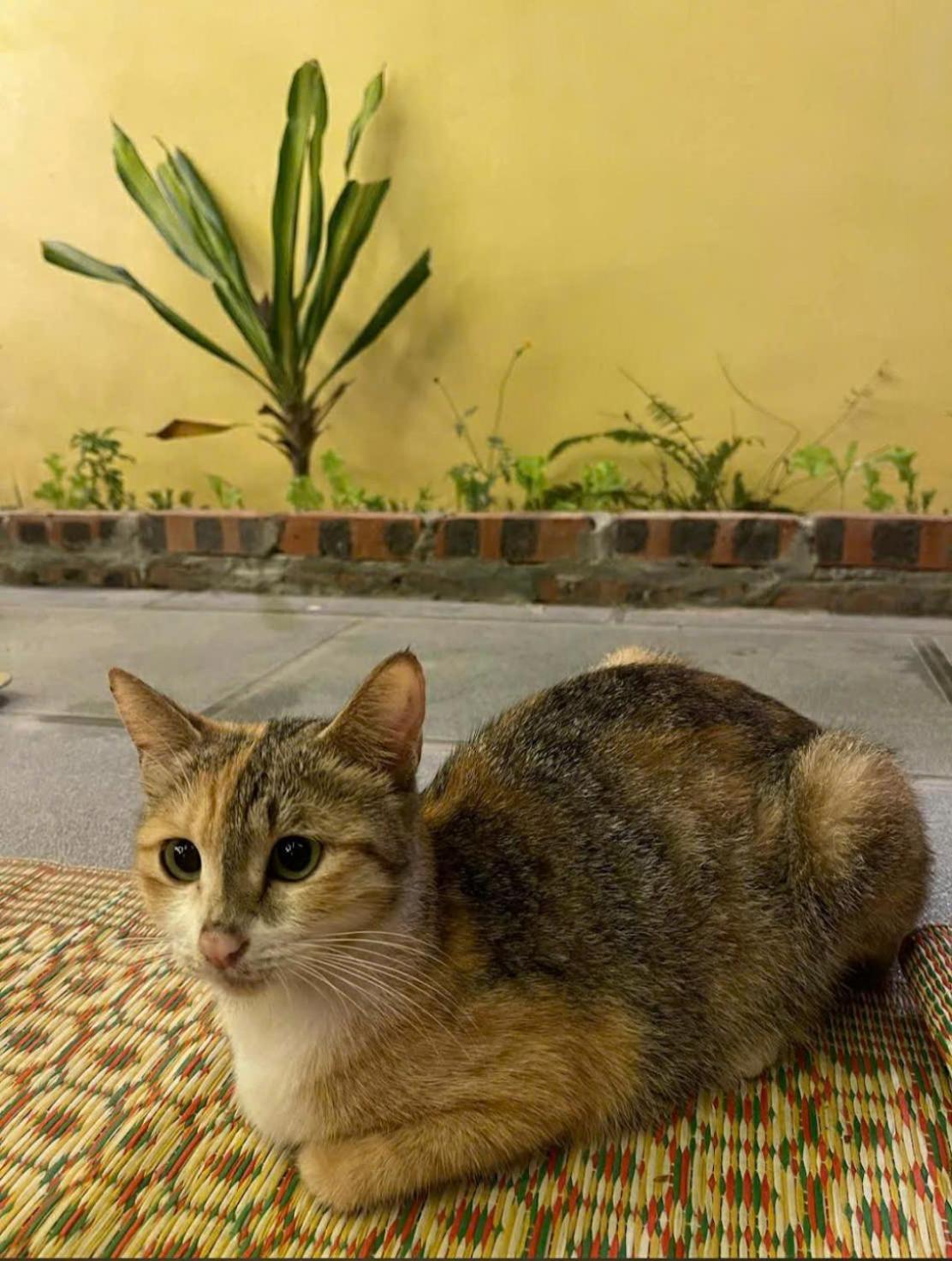 Trang An Hana Homestay Nguyen Ngoai 外观 照片