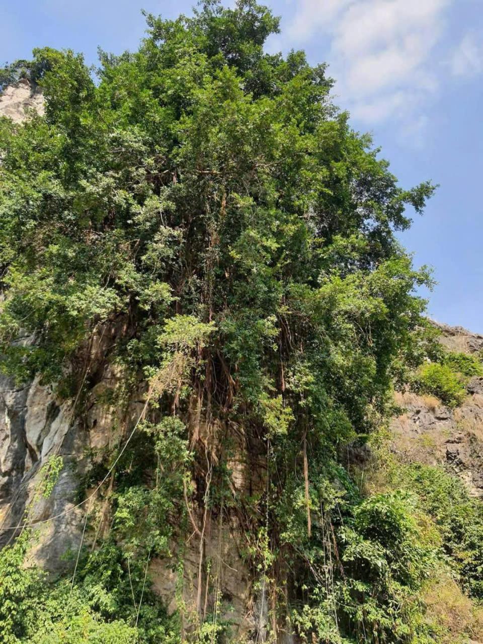 Trang An Hana Homestay Nguyen Ngoai 外观 照片