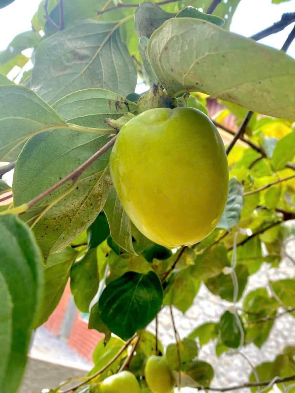 Trang An Hana Homestay Nguyen Ngoai 外观 照片